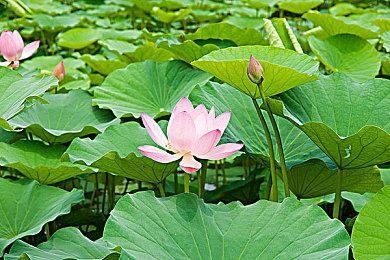 《天空之恋》Steam页面上线 2024年11月推出